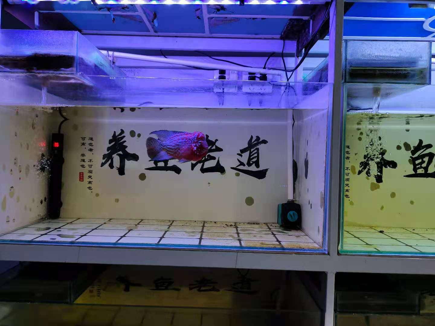 鱼缸鸭嘴突然出现大量气泡水泵可能缺水如何让它不冒泡