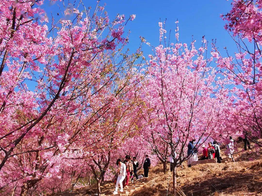 温州各地最佳赏花季提前到来,美爆了!