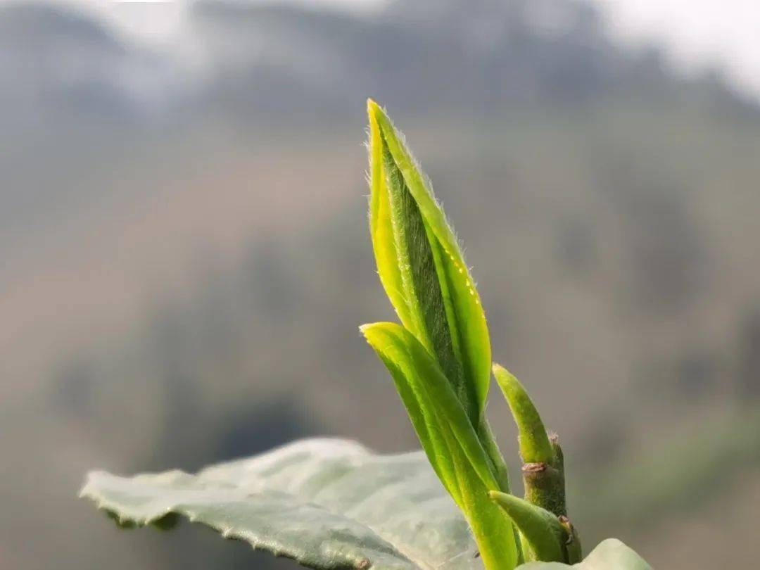 满园春芽吐新绿 嘉峨茶谷采茶忙