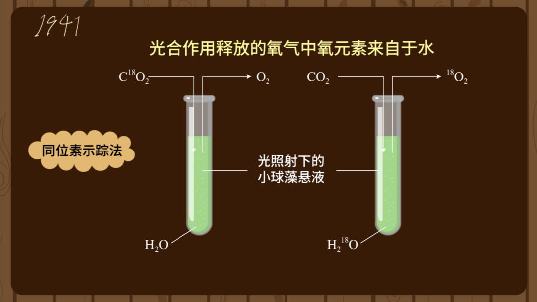 光的原理是什么呢_马齿芥的功效是什么呢