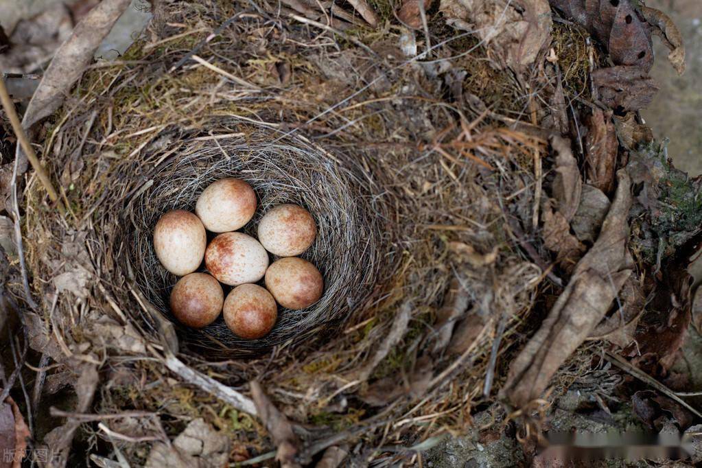 麻雀与喜鹊的巢穴分别在屋檐下和树枝上它们的筑巢方式为啥不同