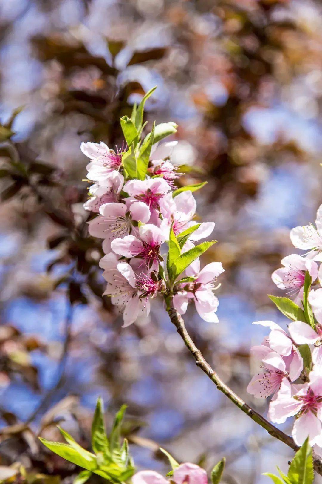 春天诸葛八卦村花开的时节