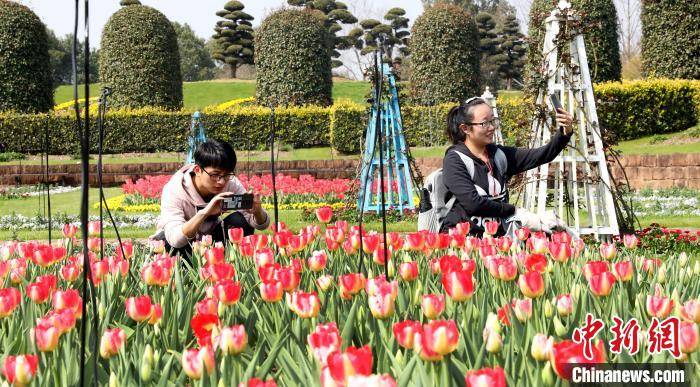 龙虎山樱花、郁金香争相绽放 花团锦簇春意盎然