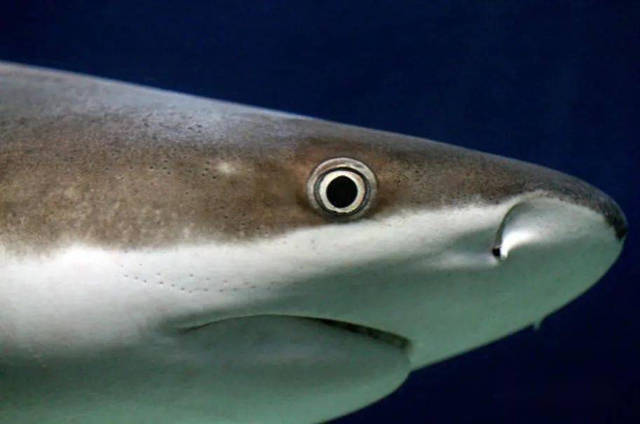 十大怪异鲨鱼 独眼图片