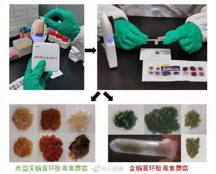 毒性|毒蘑菇的克星！我国完成首批快速检测毒性试剂盒产品