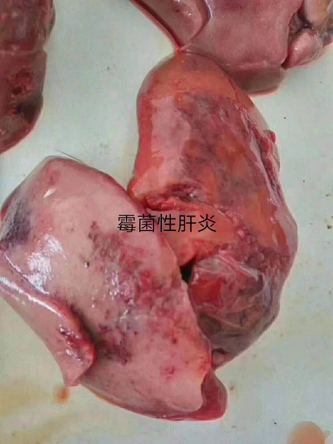 禽霉菌毒素造成的肝坏死随日龄增加,各脏腑器官也逐渐衰老.