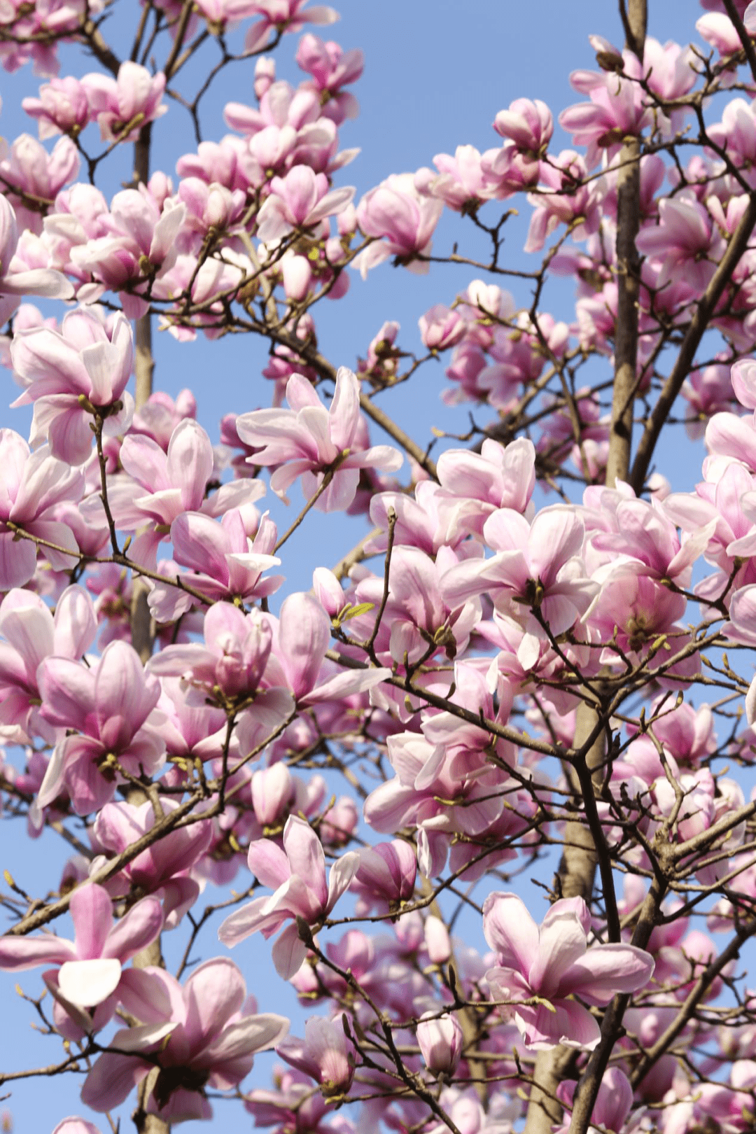 在青山,有一种春天叫做玉兰花开