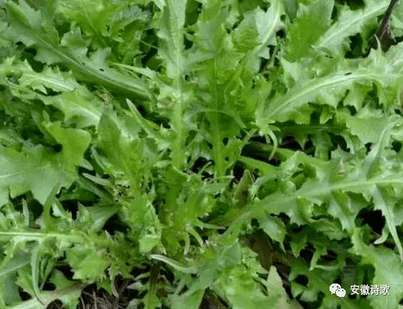 安徽诗歌以声传情淮畔之珠紫轩▎苦辣菜