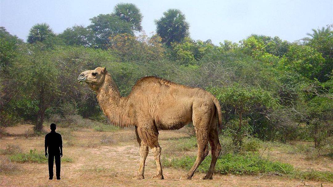 史前巨骆驼图片