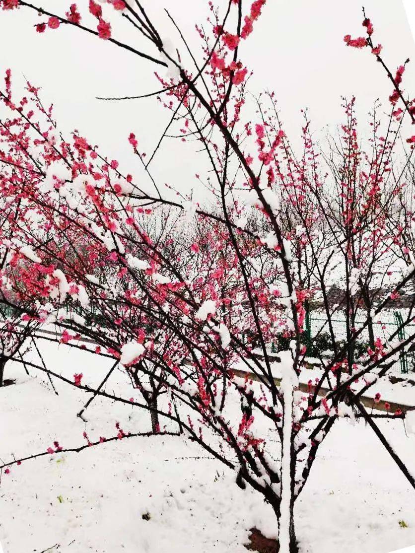 踏雪赏梅，有雪有梅才是冬天的标配