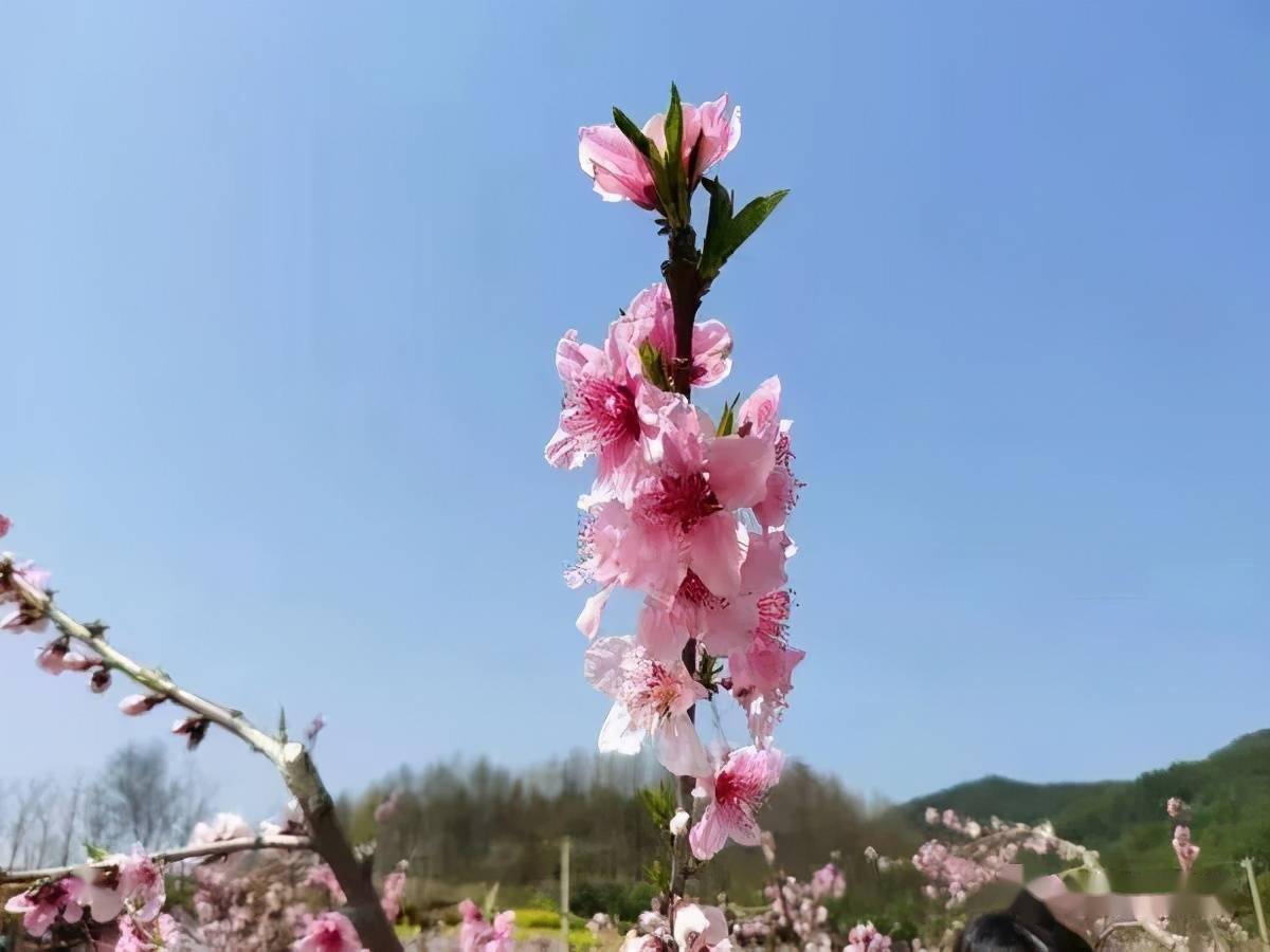 花期如期而至徽州春日赏花盘点