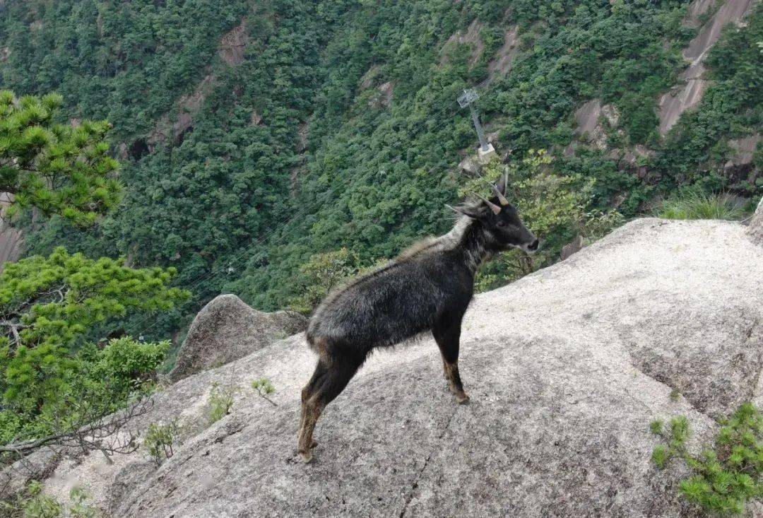 视频!黄山风景区工作人员偶遇可爱的"四不像"