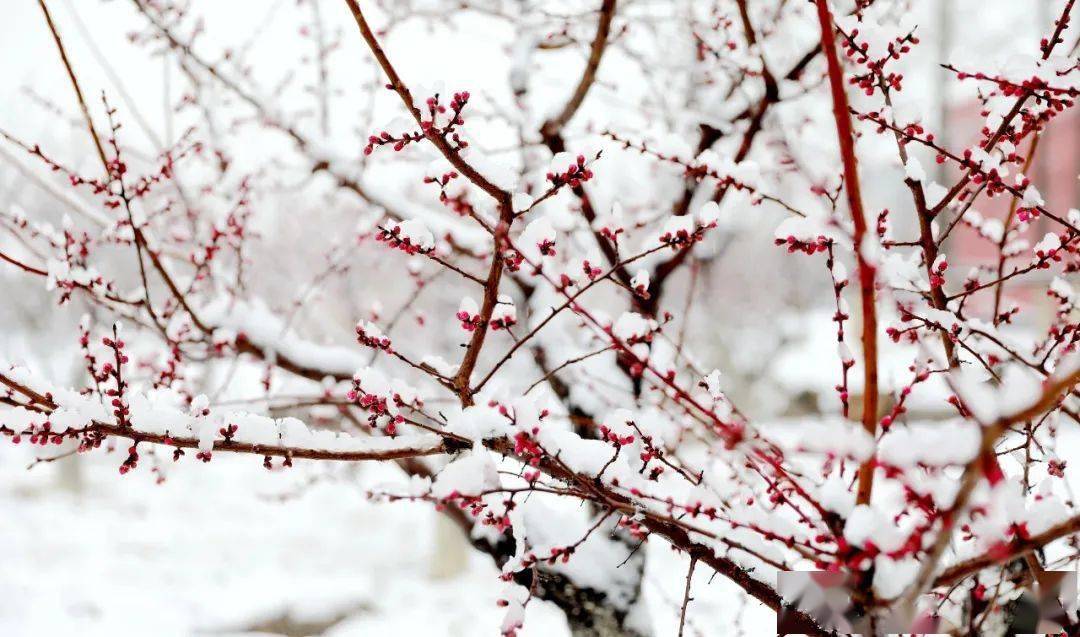 2021臨大首雪傲雪寒梅坐看青竹變瓊枝