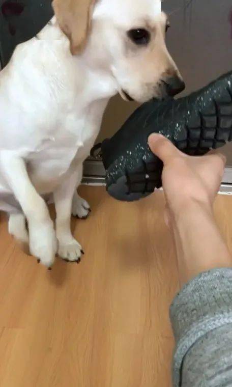 主人让拉布拉多狗狗闻自己的臭鞋子狗狗的反应瞬间亮了