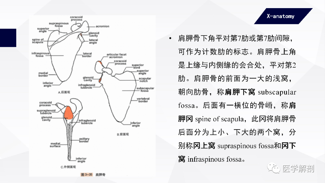 人體解剖學:附肢骨及其連結 | 上肢骨