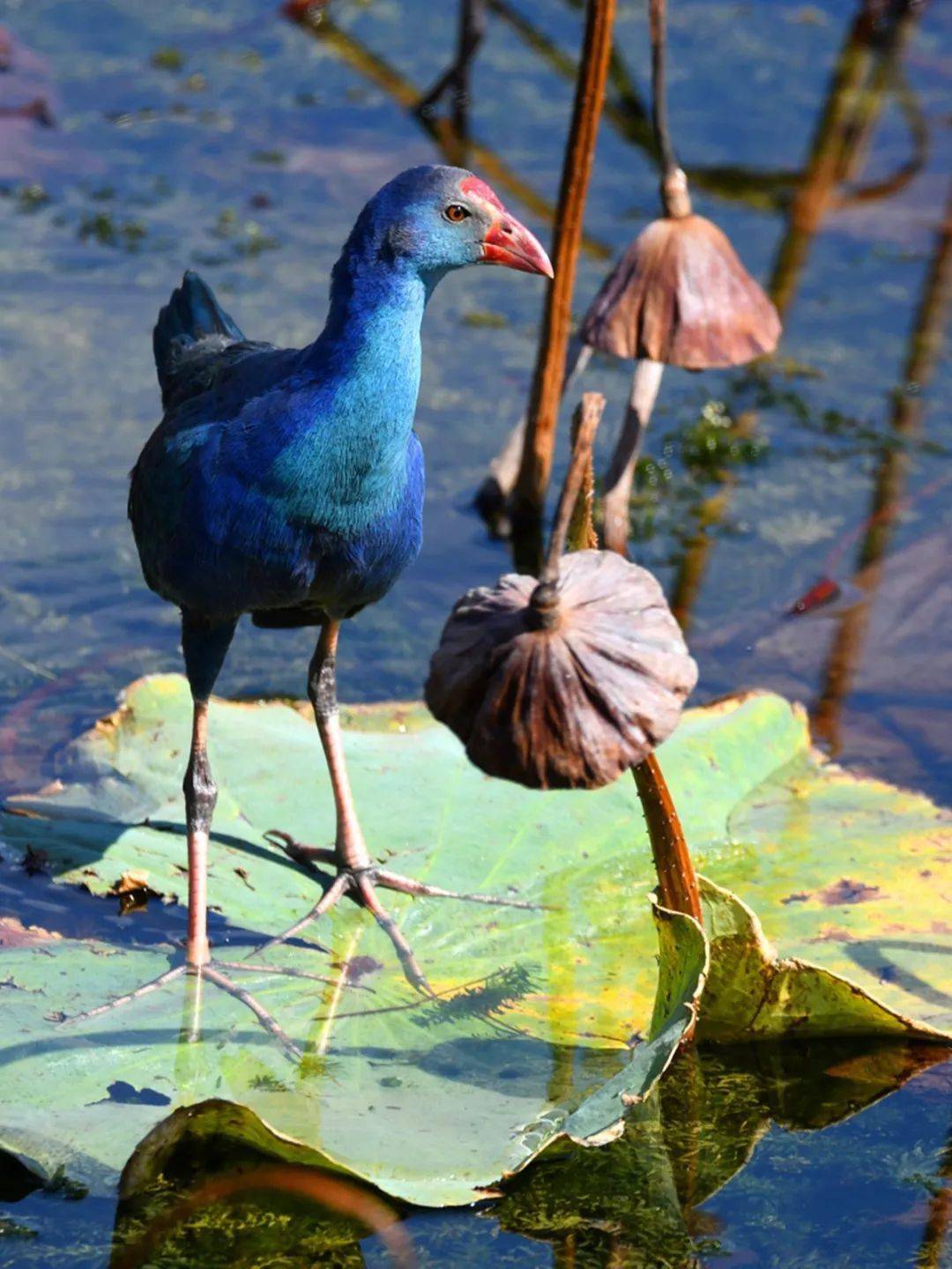 【古韻新城 水墨石屏】最美水鳥紫水雞 異龍湖戀歌_羽毛