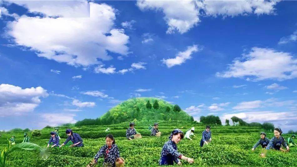 云顶茶乡春色美南江第一缕茶香你闻到了吗