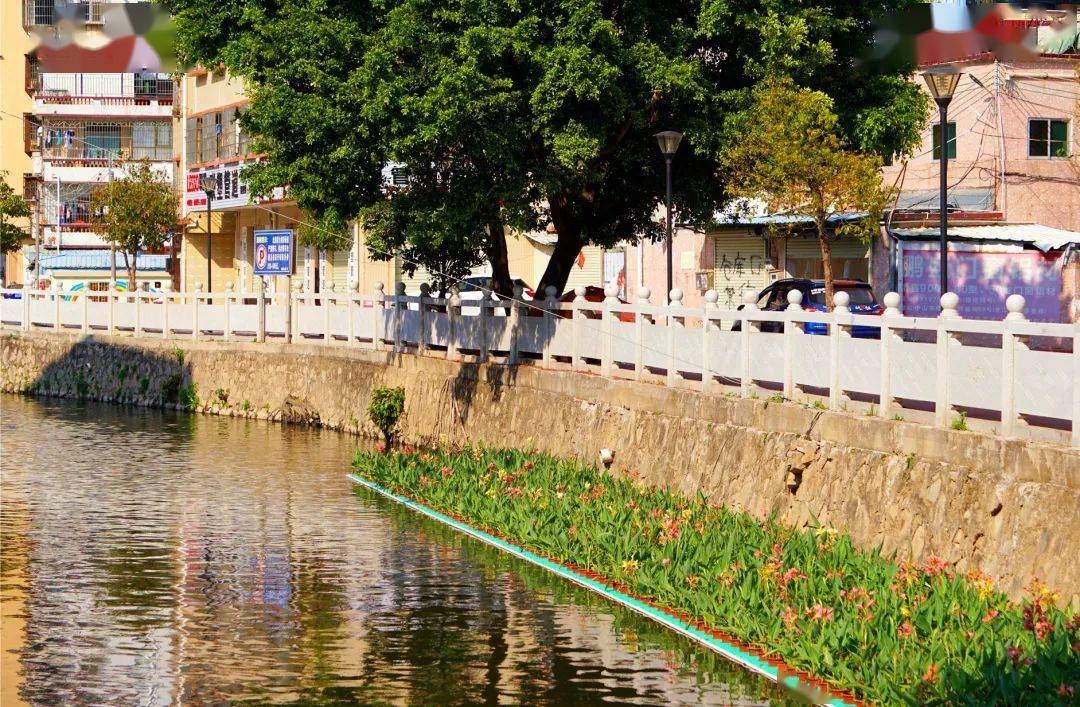 全力解决人居环境整治痛点难点堵点!_坦洲镇