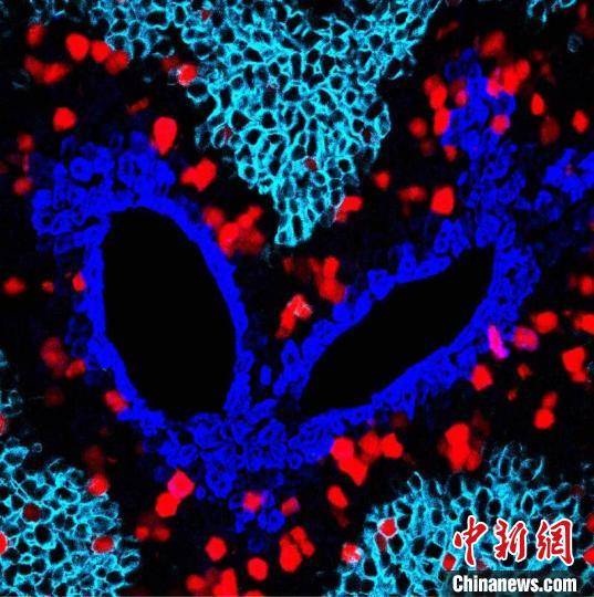 奥秘|揭示肝脏再生奥秘 上海科学家开发捕捉细胞增殖“录像机”