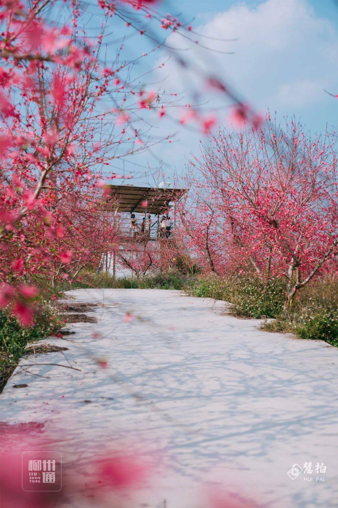 超惊艳柳州这里竟藏着一片粉色秘境花海颜值美到逆天