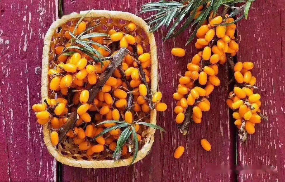 有关沙棘的现代研究沙棘叶,皮,果实及种子有着特殊效能.