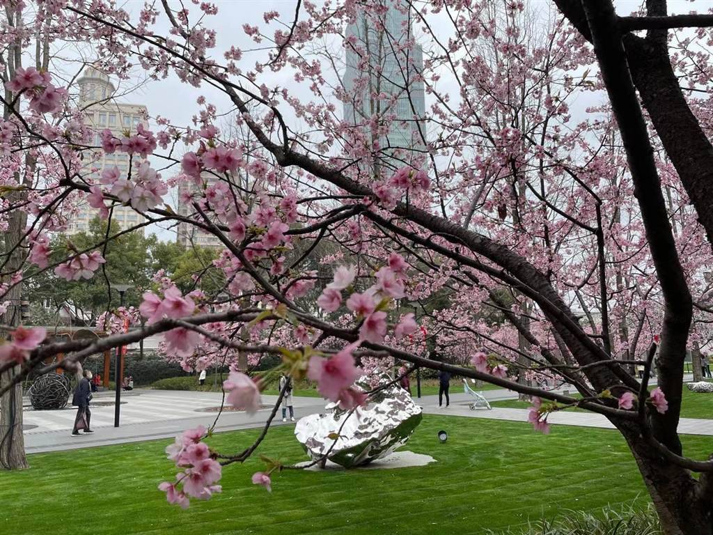 樱花季 风向标 大寒樱提前盛开静安雕塑公园 粉色满园 梅樱齐放