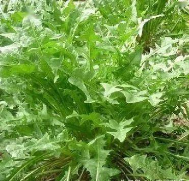 长在田间是草,吃到肚里是宝;这25种野菜,你吃过几样