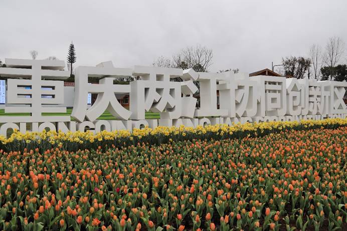 ​来这里邂逅最美的春天 两江协同创新区30万株郁金香开启明月湖春季赏花节之约