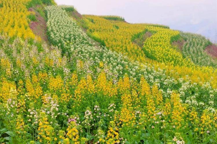 重庆的油菜花季已来临这些地方已