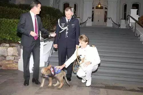 小警犬慘遭開除，竟是因為……好氣哦！！ 萌趣萌寵 第19张