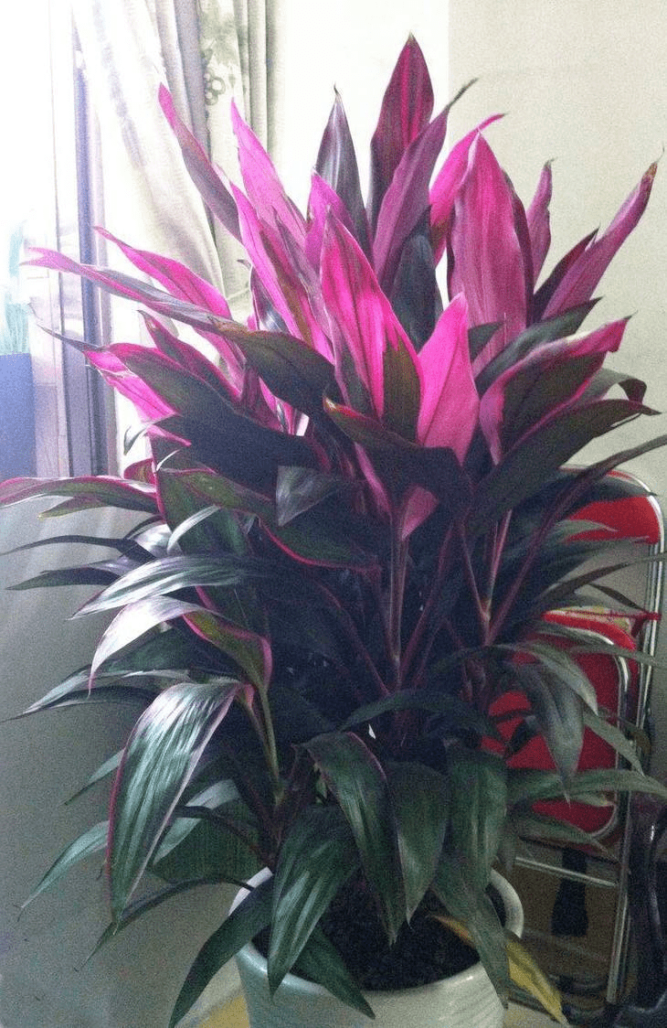 红叶的富贵竹你们见过吗颜值高还好养护