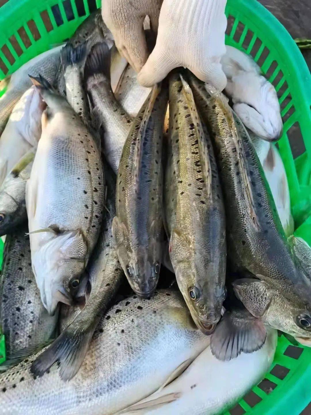 编号:hlbj2021-02-27海鲈周报专题这条鱼日渐成为年夜饭和宴客标配