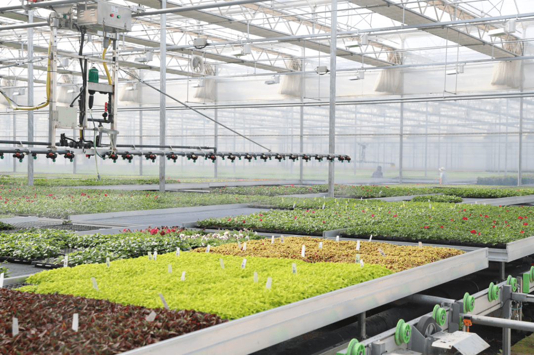 崇明智慧生态花卉园占地310亩,是国内首个实现花卉育苗全程自动化的