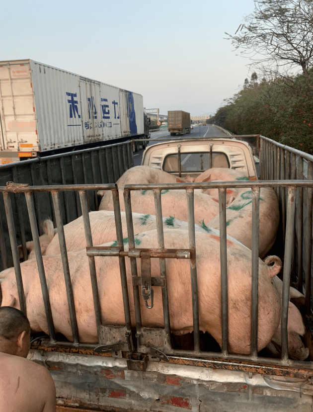 居然有头猪跑到同安高速路上"撒欢儿"?