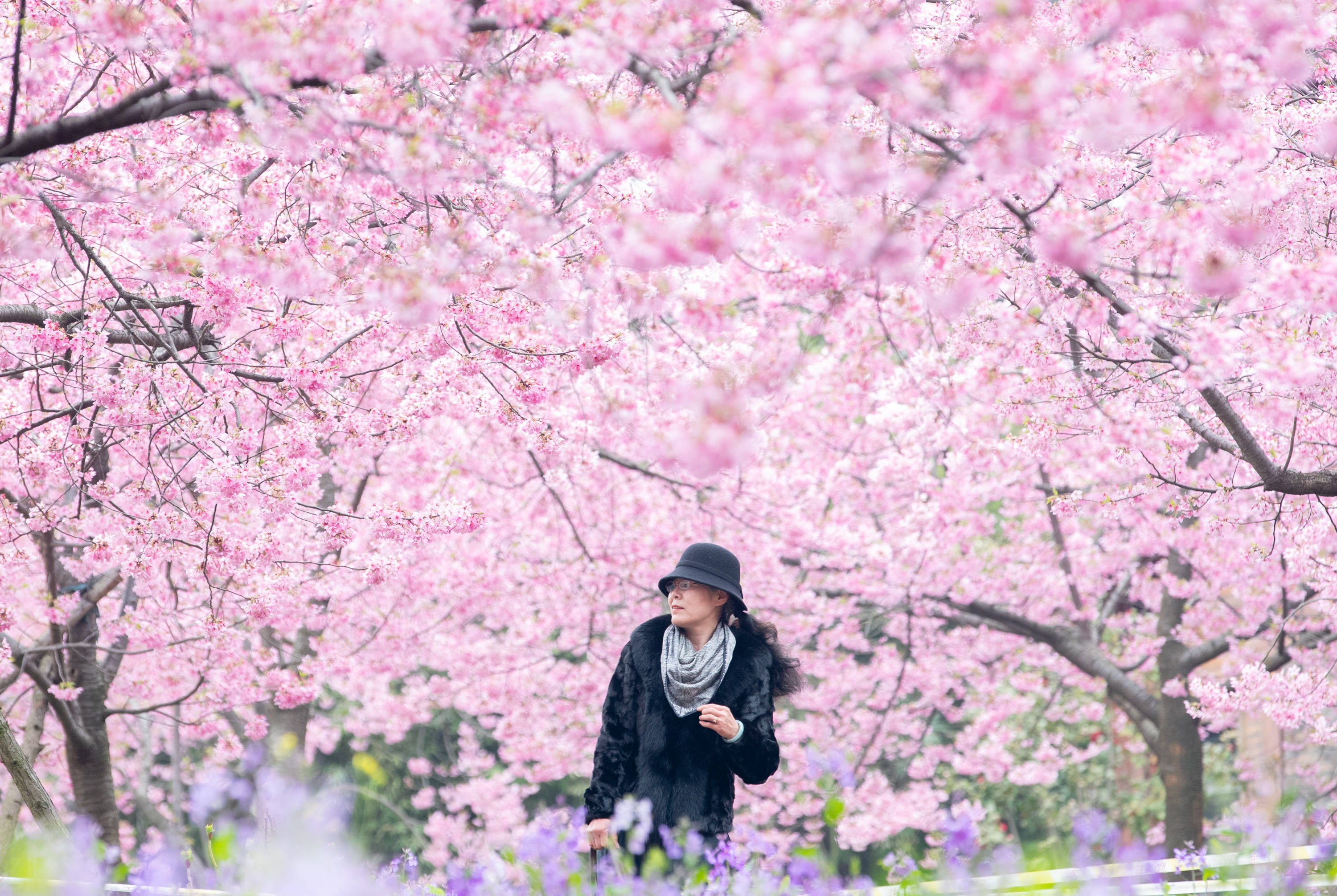 武汉东湖樱花绽放