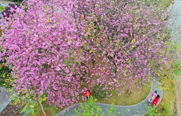 广西柳州：姹紫嫣红春意浓