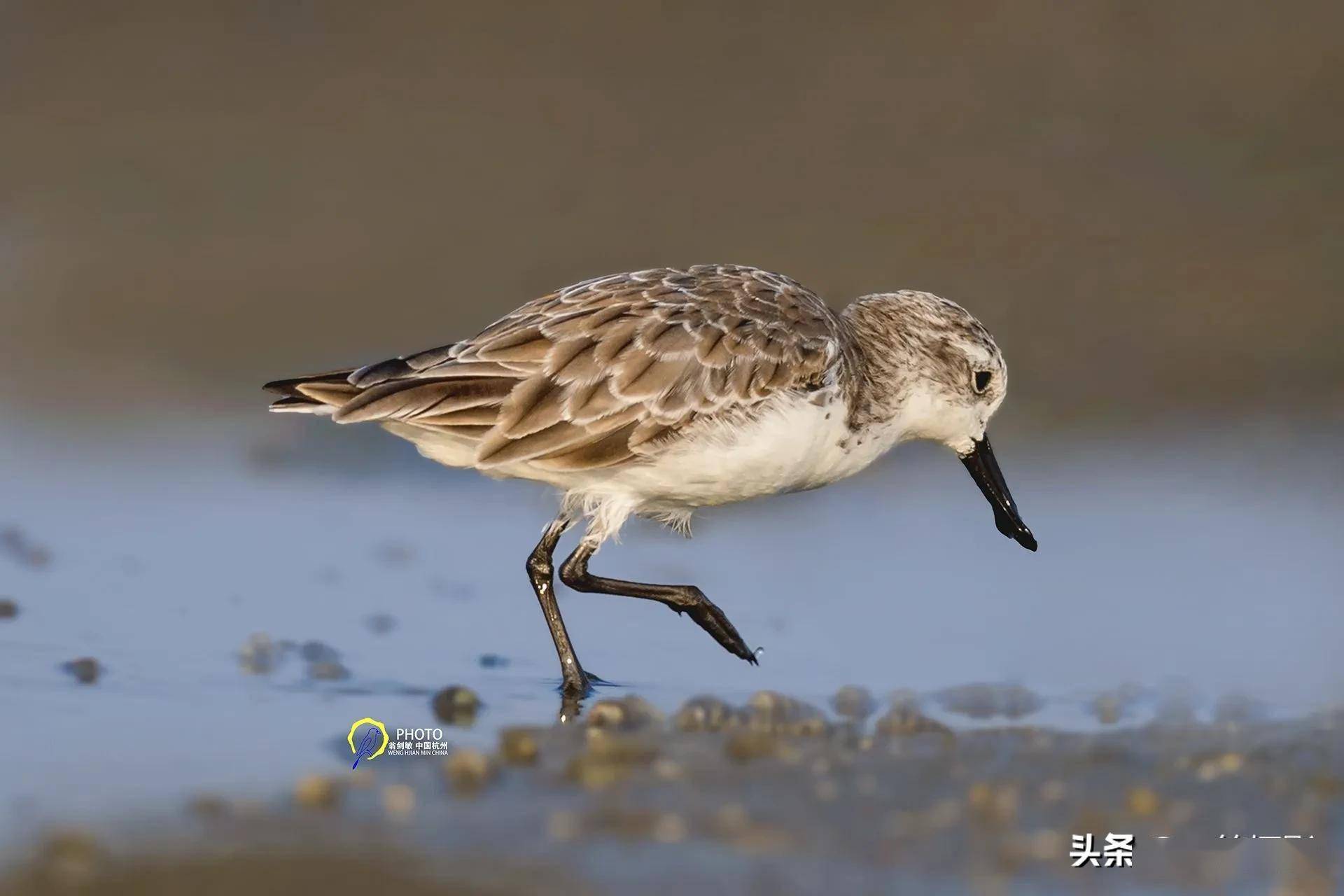 极危物种勺嘴鹬杭州翁剑敏摄影