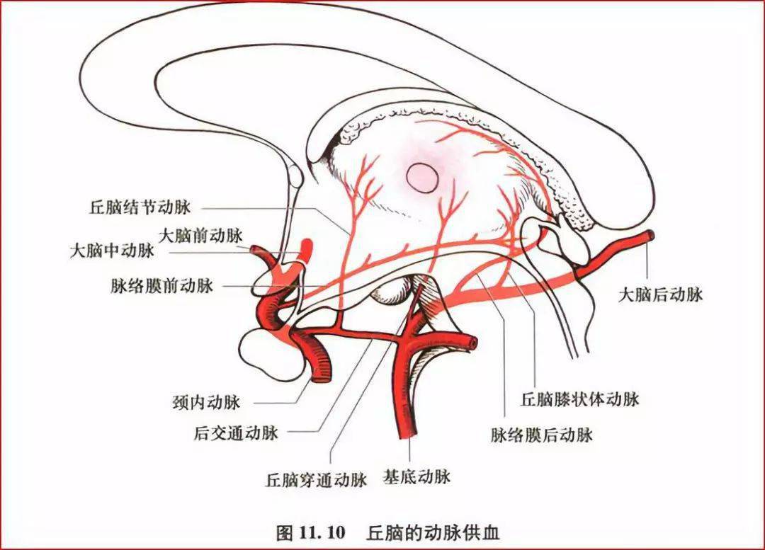 一,背侧丘脑(thalamus)背侧丘脑,下丘脑,基底节和内囊,垂体,脉络丛及