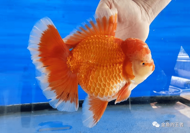 格致金鱼以鱼会友泰国进口赛级将军bppgcnine重磅到货