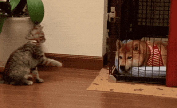 576_352 gif 动态图 动图 - 动态图库网