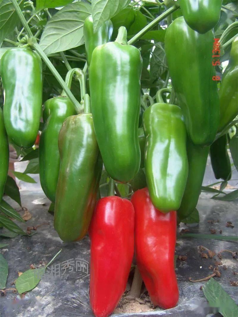 速看中国最火爆辣椒品种大汇总种植面积超过10万亩的都在这