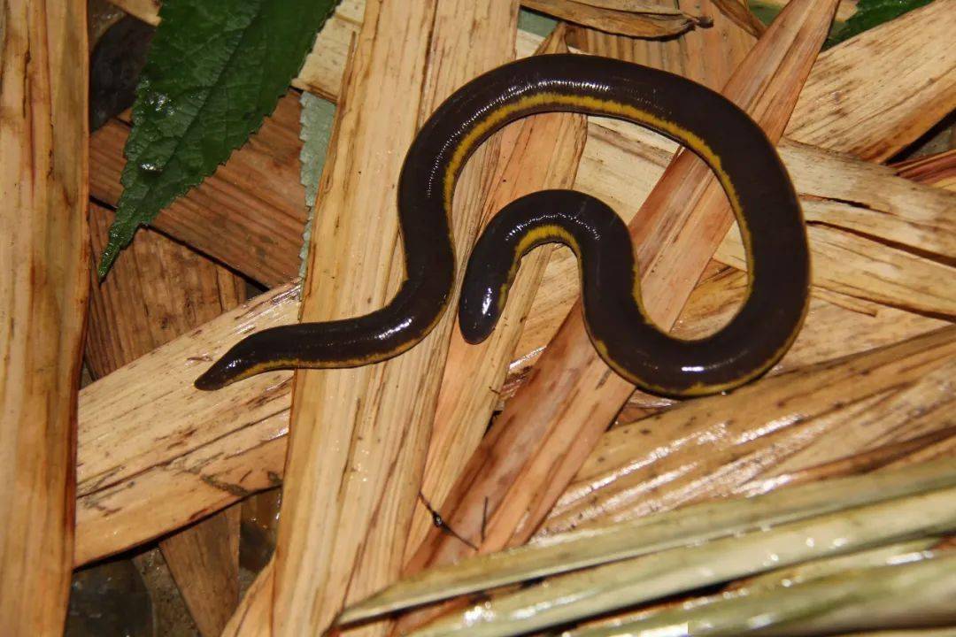 我国两栖动物的濒危现状与保护