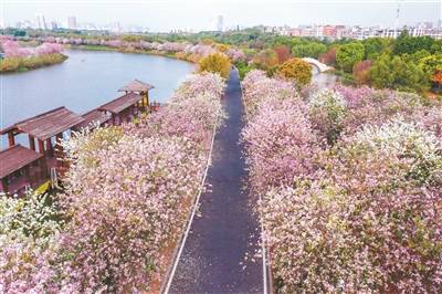 花海次第开花路邀你来 湿地