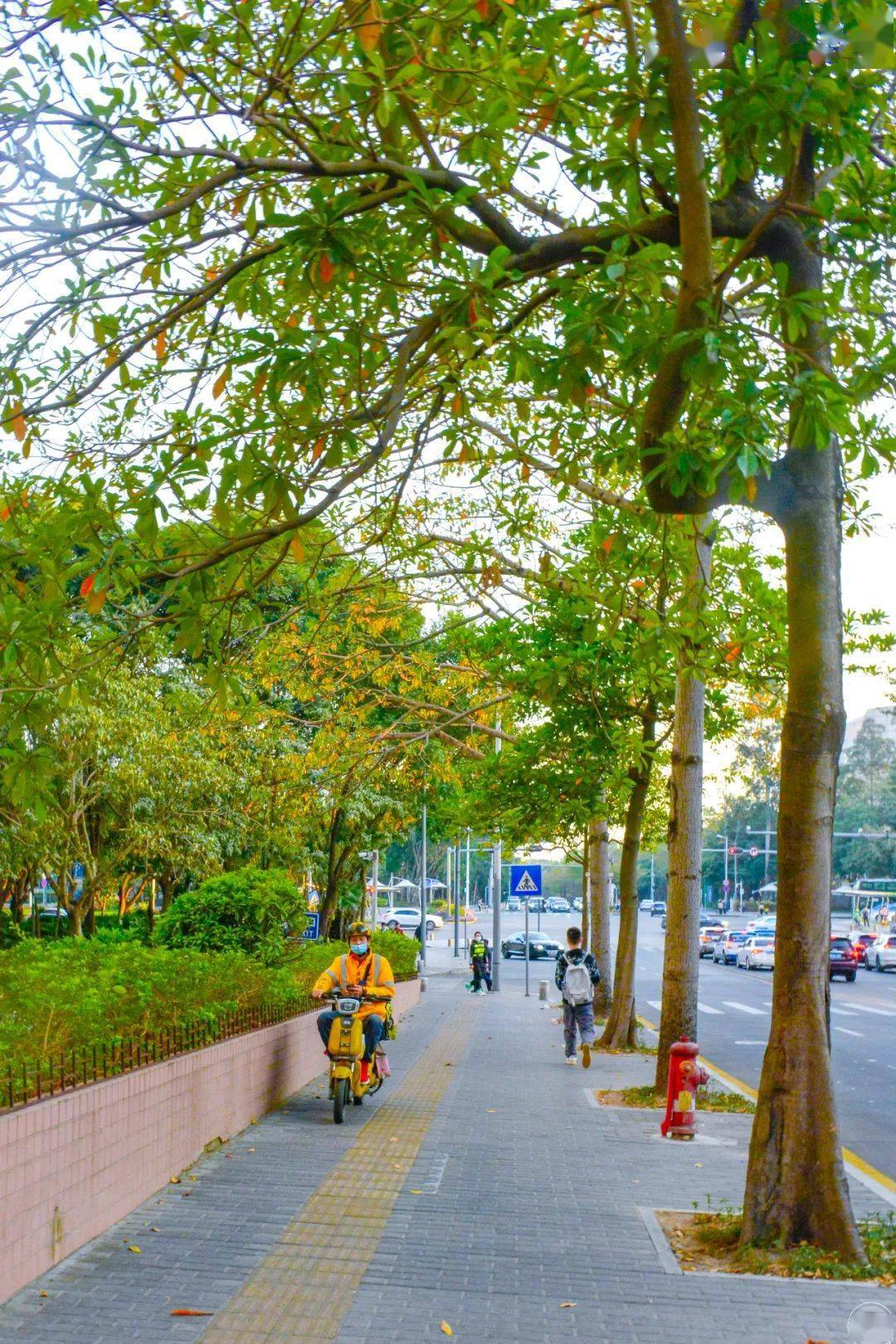 竹子林,老了?_居民区