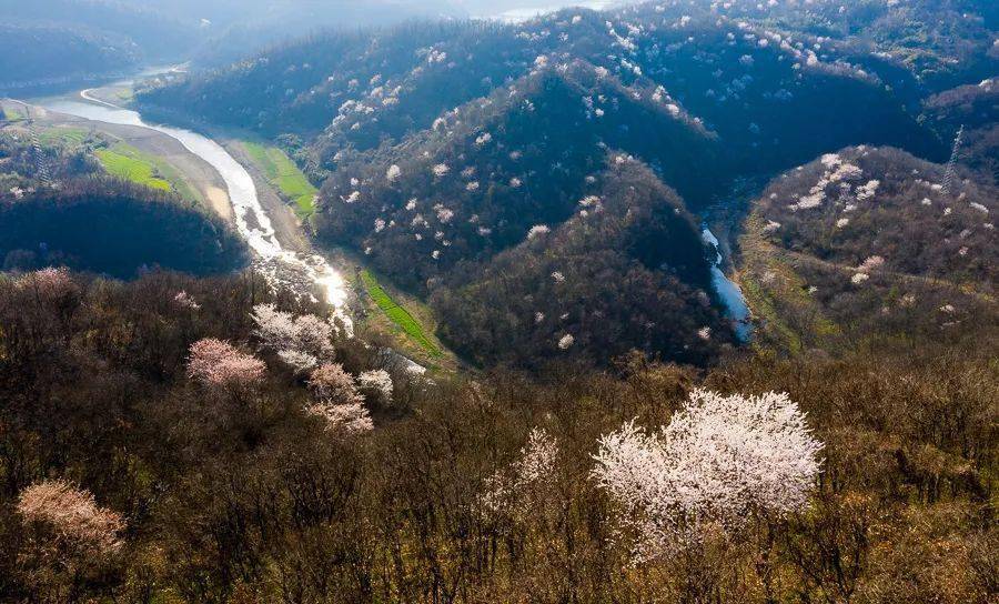 大悟樱花烂漫五岳山美成仙境