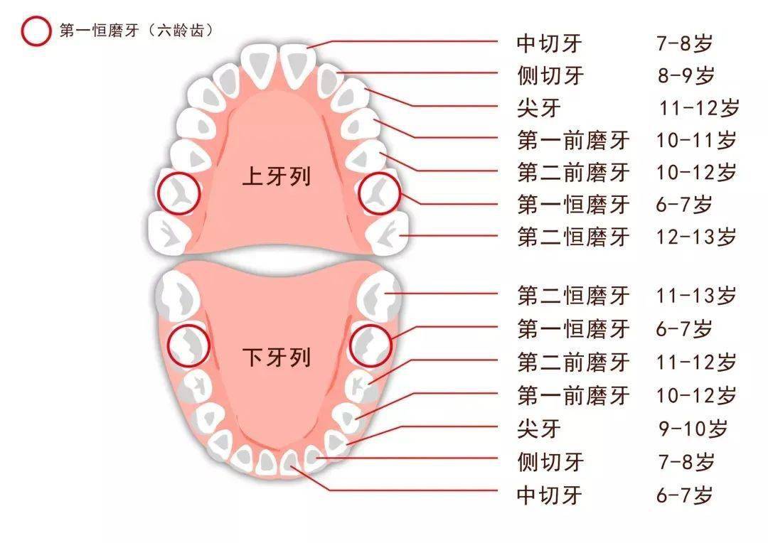 牙齿的排列名称图片