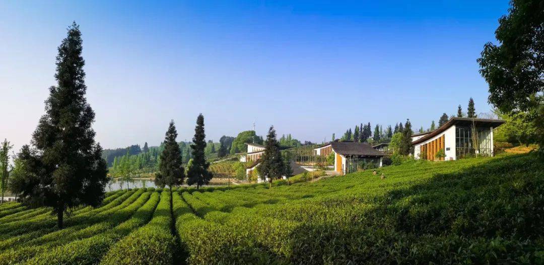 只选明前头颗嫩芽的定心绿茶上市了大好春光来巴南品一壶沁心清茶