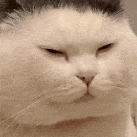 网红猫咪猫咪头盔表情包第九弹