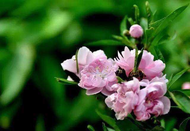 三月你好 一曲 三月桃花雨 太美了 献给朋友们 千叶