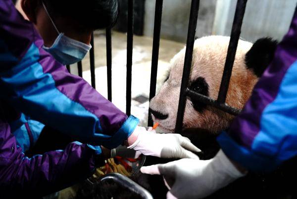 3月1日,上海動物園的獸醫和飼養員在給大熊貓做抽血前的準備工作.